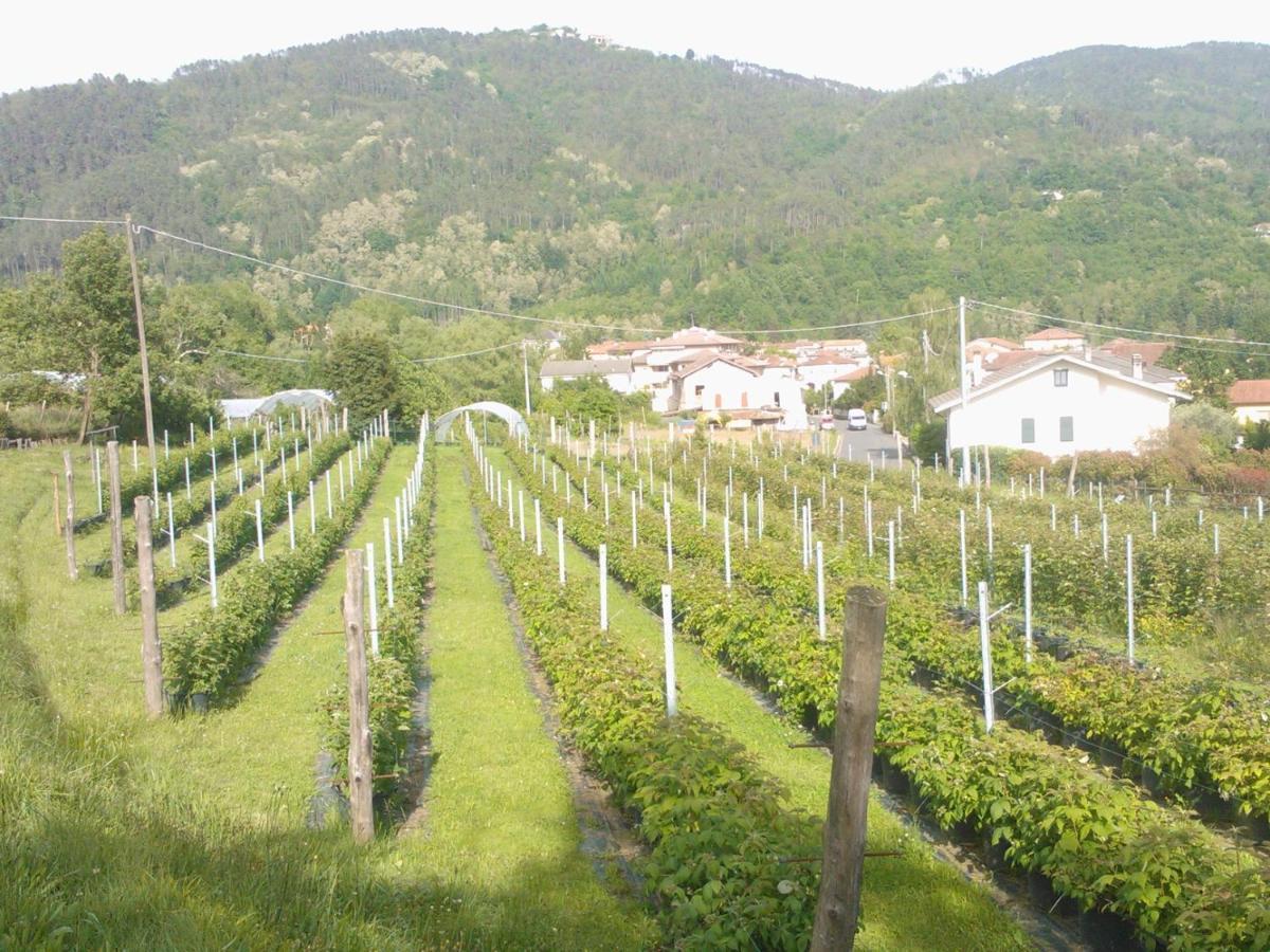 Agriturismo Tenuta Valletti. Sesta Godano Buitenkant foto